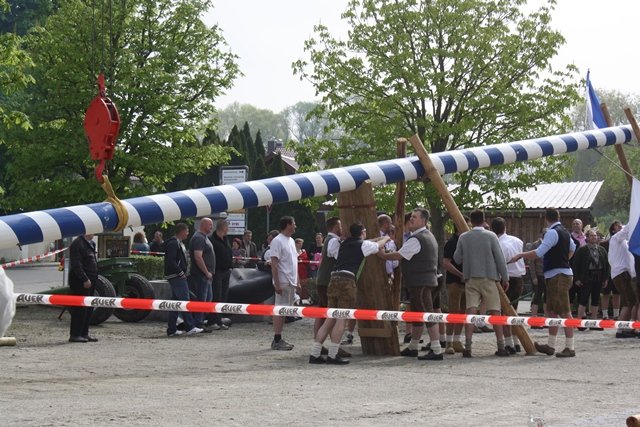 Maibaum 2013